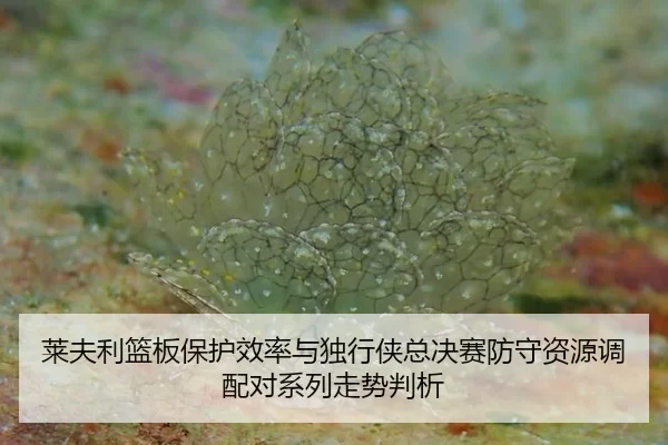莱夫利篮板保护效率与独行侠总决赛防守资源调配对系列走势判析